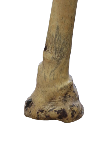 Didgeridoo in Eucalipto 150 cm tipo Australiano...