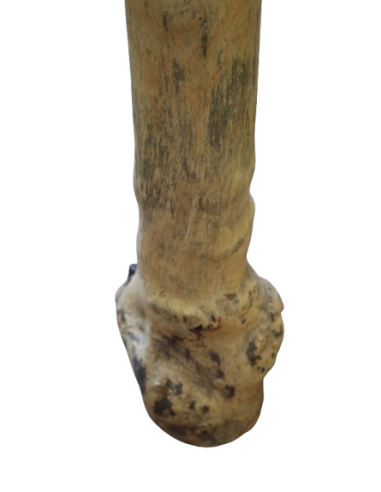 Didgeridoo in Eucalipto 150 cm tipo Australiano...