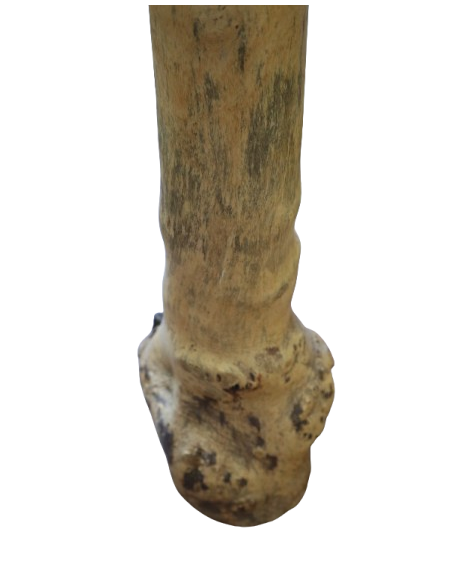 Didgeridoo in Eucalipto 150 cm tipo Australiano Artigianato Bali Fatto a Mano, Suono Autentico