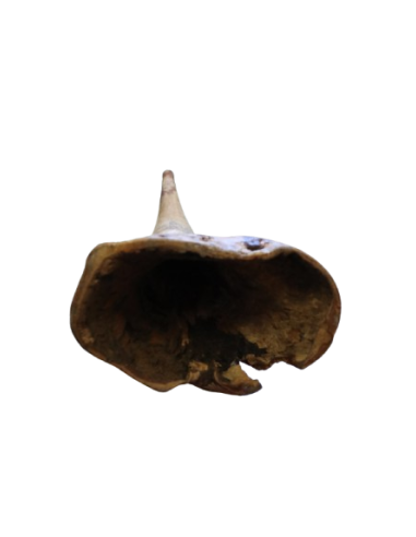 Didgeridoo in Eucalipto 150 cm tipo Australiano...