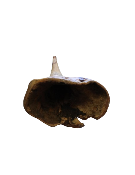 Didgeridoo in Eucalipto 150 cm tipo Australiano Artigianato Bali Fatto a Mano, Suono Autentico