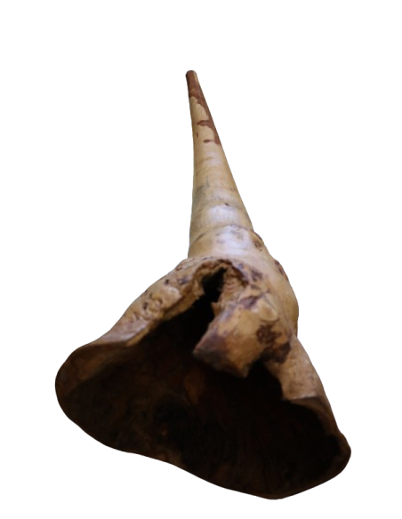 Didgeridoo in Eucalipto 150 cm tipo Australiano Artigianato Bali Fatto a Mano, Suono Autentico