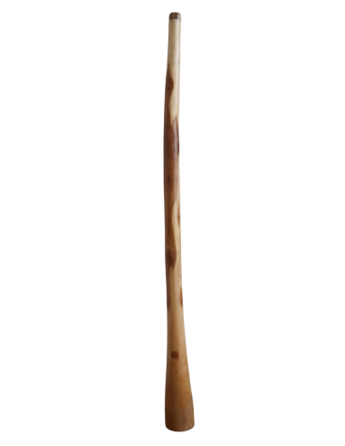 Didgeridoo in teak 150 cm scolpito a mano –...