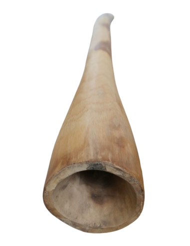 Didgeridoo in teak 150 cm scolpito a mano –...